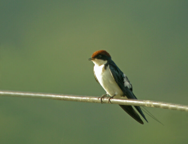 Wire-tailed Swallow