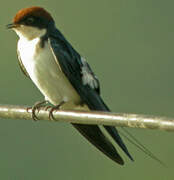 Wire-tailed Swallow