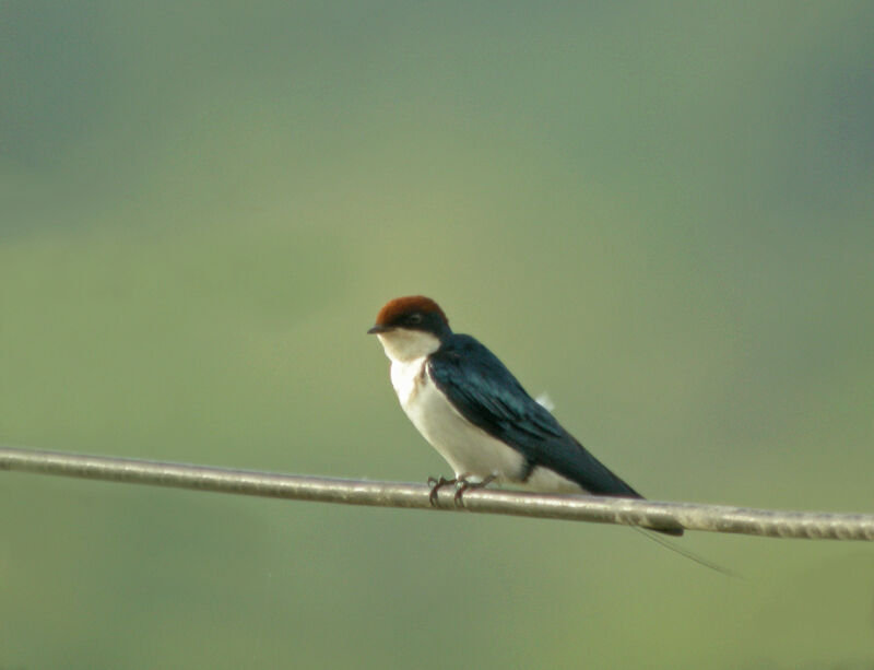 Hirondelle à longs brins