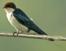 Wire-tailed Swallow