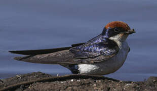Wire-tailed Swallow
