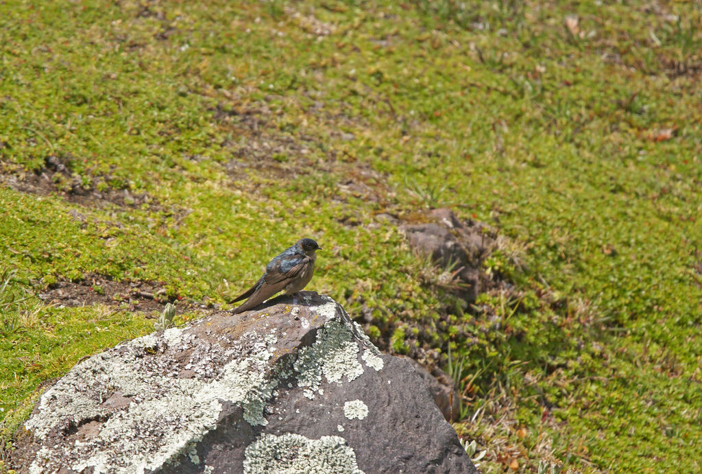 Hirondelle à ventre brun