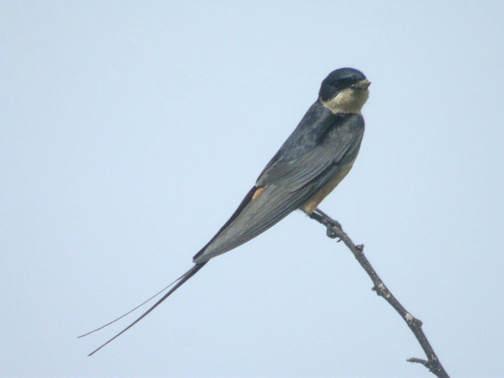 Hirondelle à ventre roux