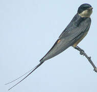 Red-breasted Swallow