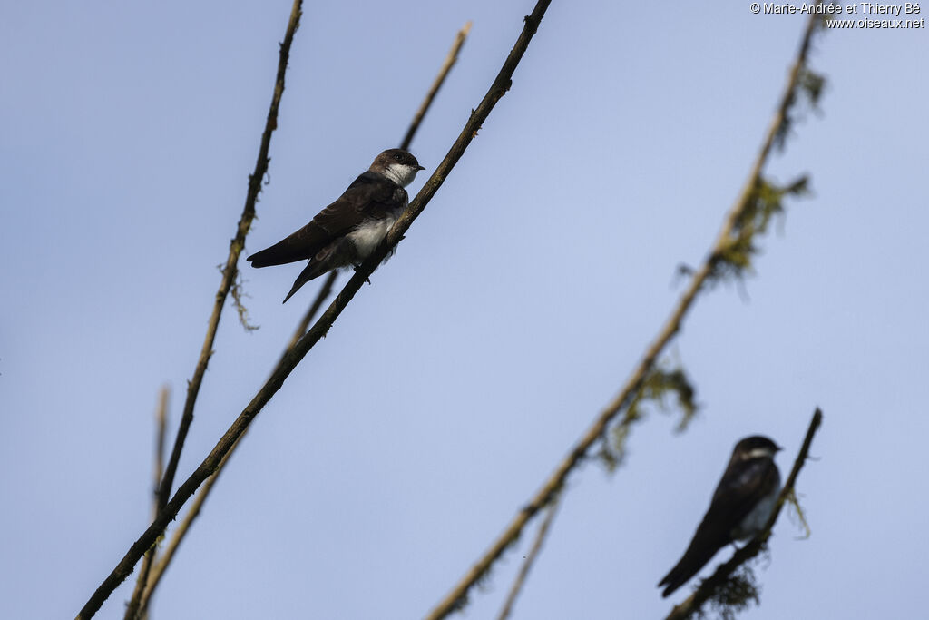 Blue-and-white Swallow