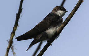 Blue-and-white Swallow