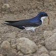 Hirondelle bleu et blanc