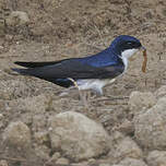 Hirondelle bleu et blanc