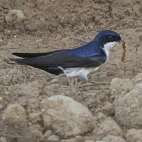 Hirondelle bleu et blanc