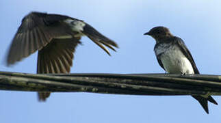 Grey-breasted Martin