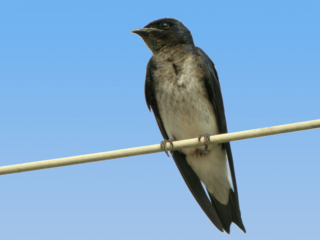 Grey-breasted Martin