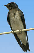 Grey-breasted Martin