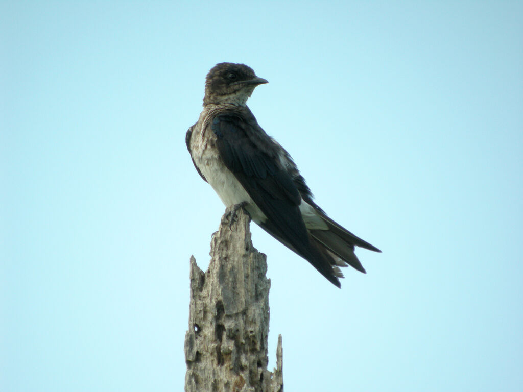 Hirondelle chalybée