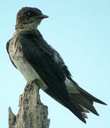 Grey-breasted Martin