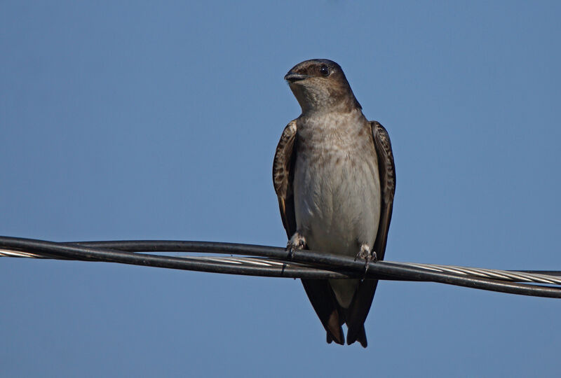 Grey-breasted Martin