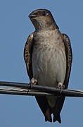 Grey-breasted Martin