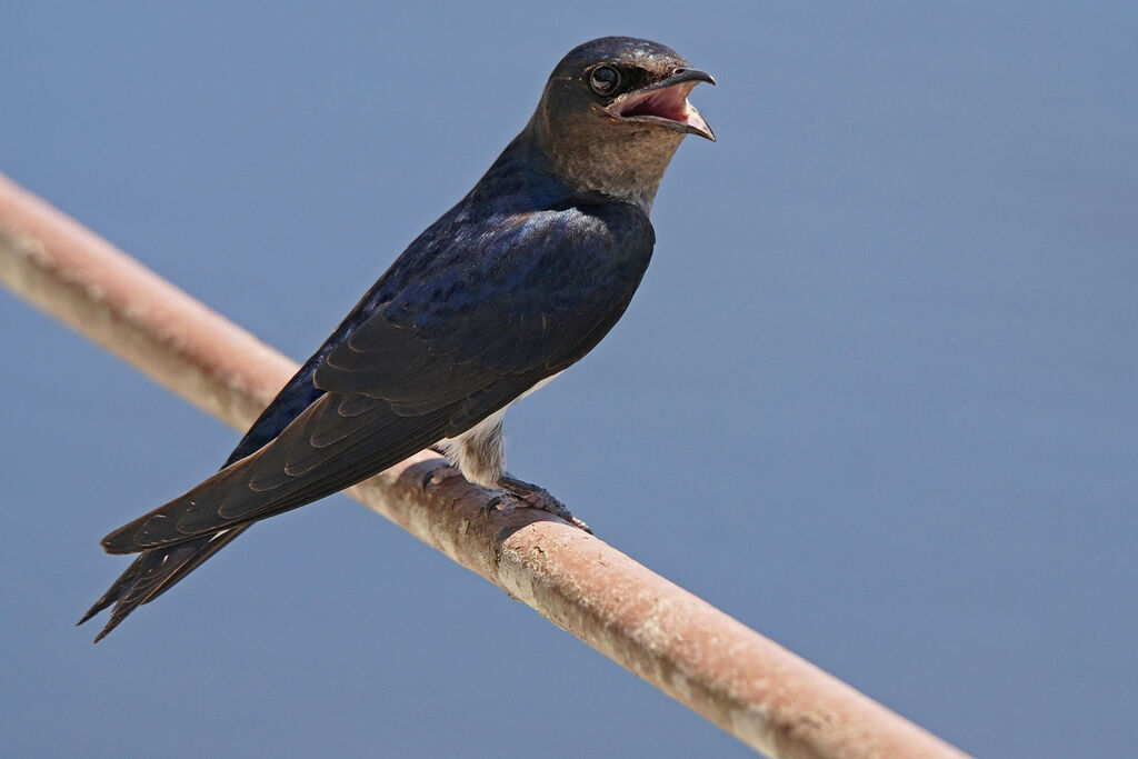 Grey-breasted Martin