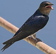 Grey-breasted Martin