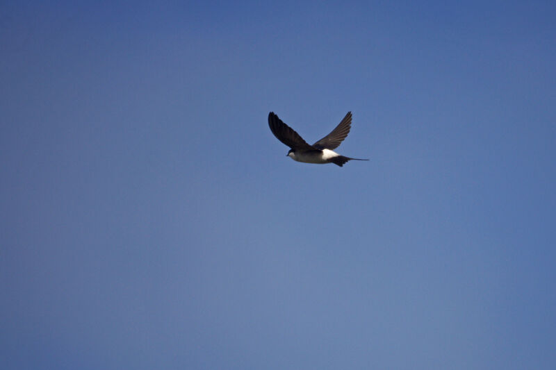 Western House Martin