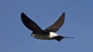 Common House Martin