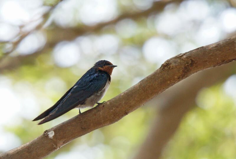 Hirondelle de l'Angola