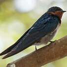 Hirondelle de l'Angola