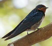 Angolan Swallow