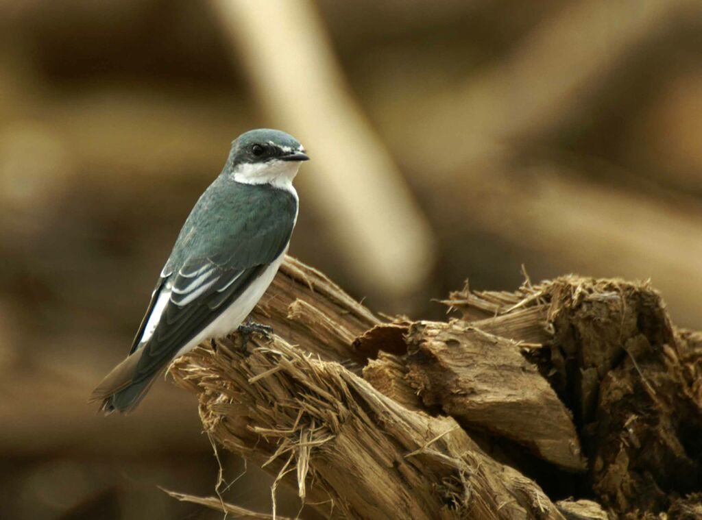 Mangrove Swallow