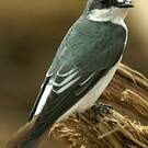 Hirondelle des mangroves