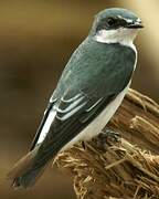 Mangrove Swallow