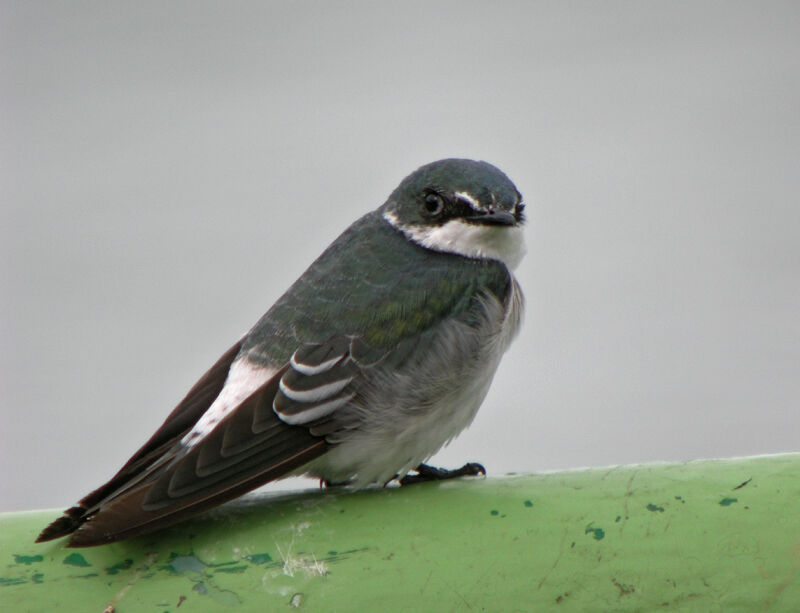 Mangrove Swallow