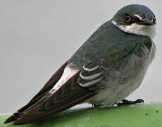 Mangrove Swallow