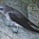 Hirondelle des Mascareignes
