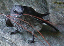 Hirondelle des Mascareignes