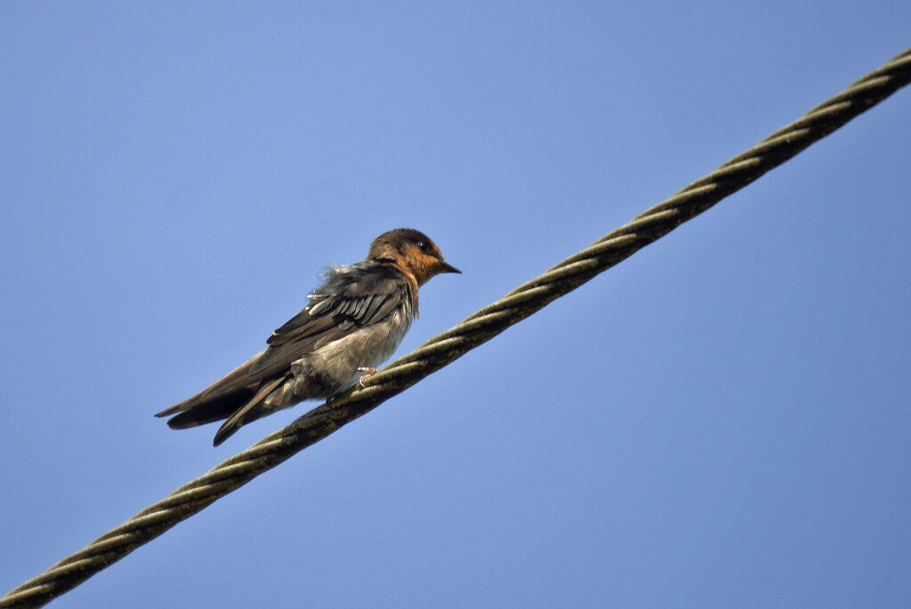 Hill Swallow