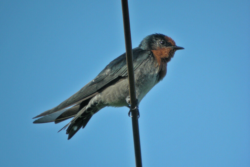 Hill Swallow