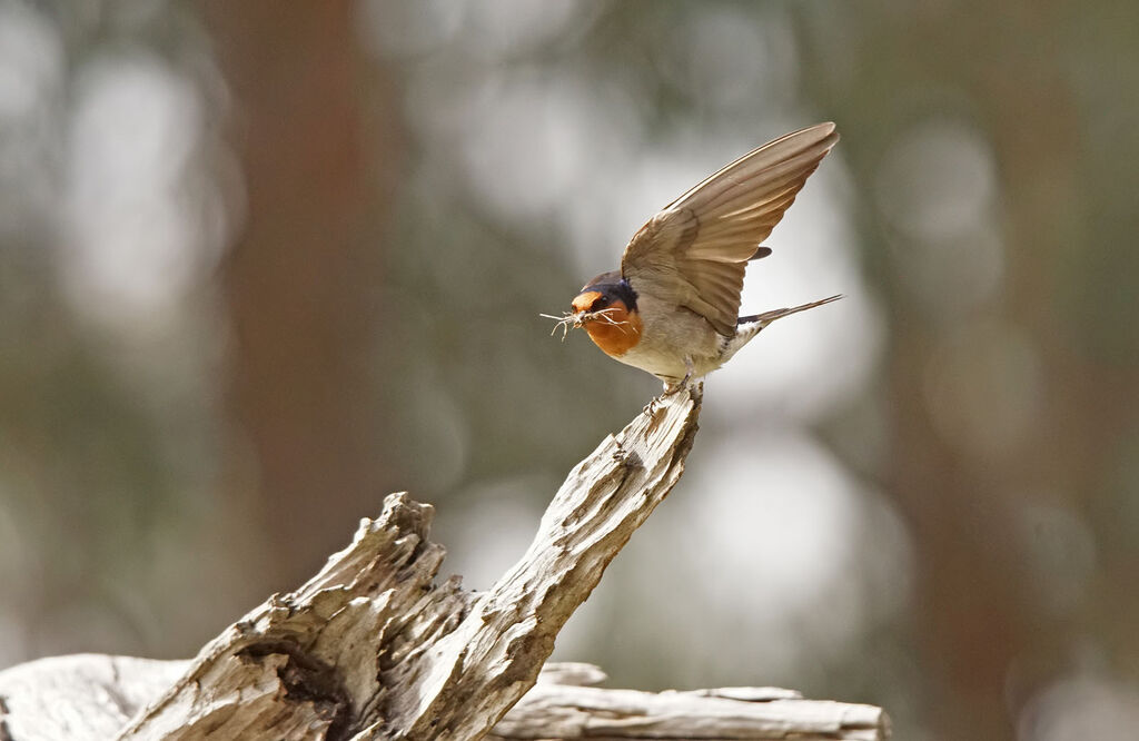 Hirondelle messagère