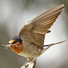 Hirondelle messagère