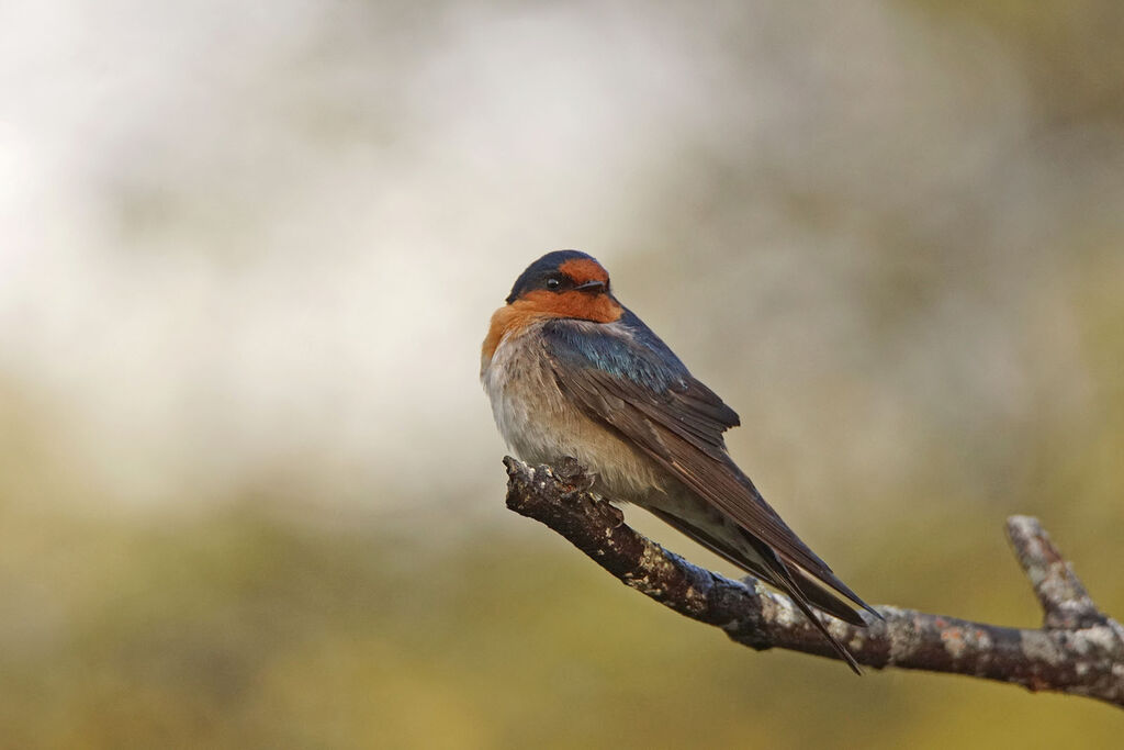 Hirondelle messagère