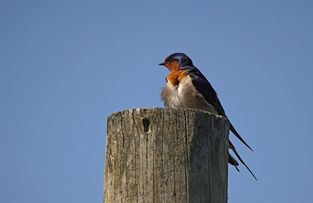 Welcome Swallow