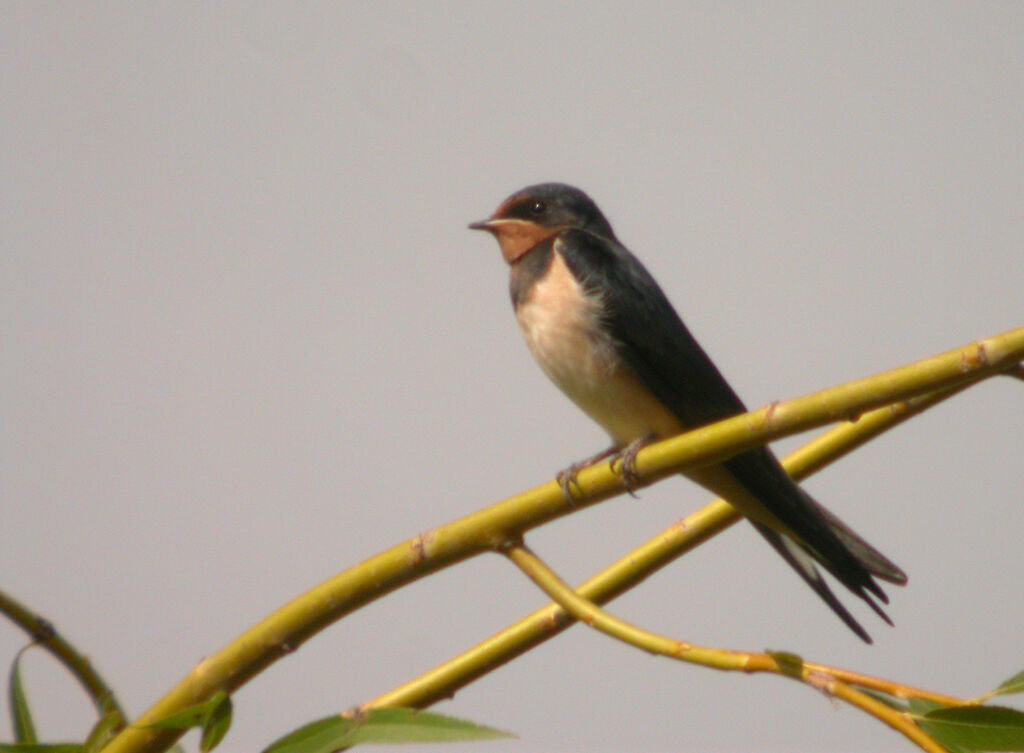 Barn Swallow