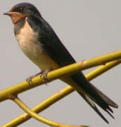 Barn Swallow