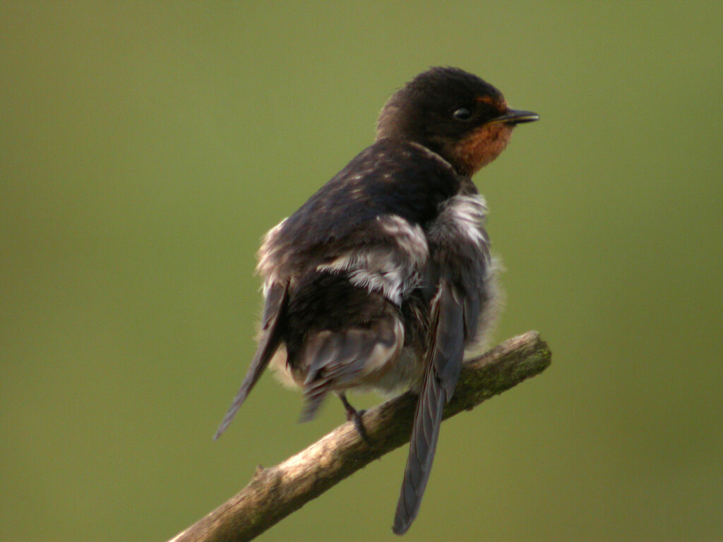 Hirondelle rustique