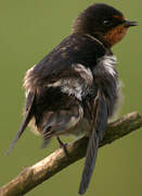 Barn Swallow