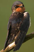 Barn Swallow