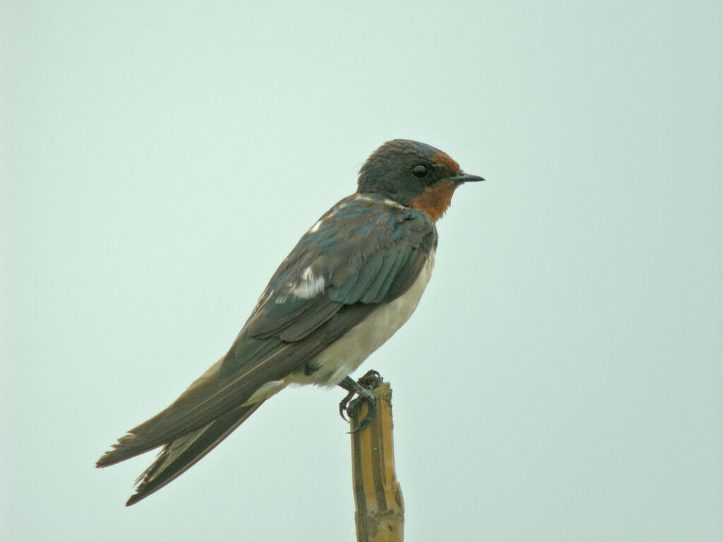 Barn Swallow