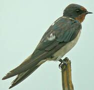 Barn Swallow