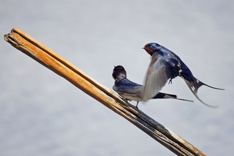 Barn Swallow