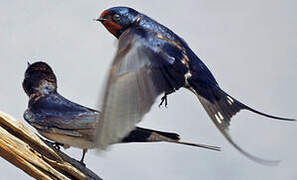 Barn Swallow