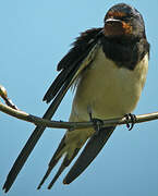 Barn Swallow